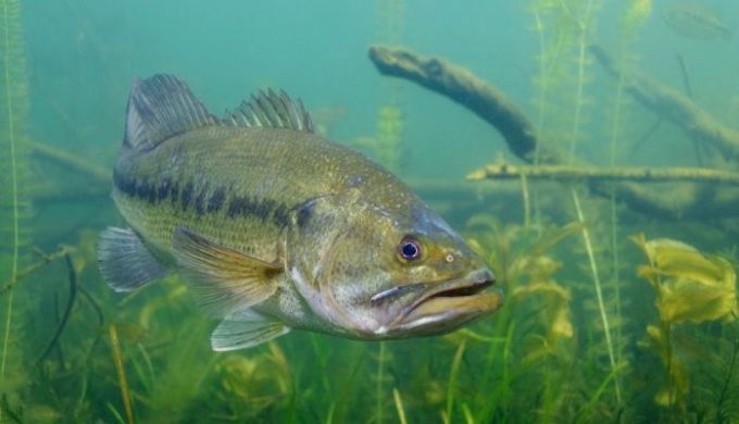 Image result for largemouth bass