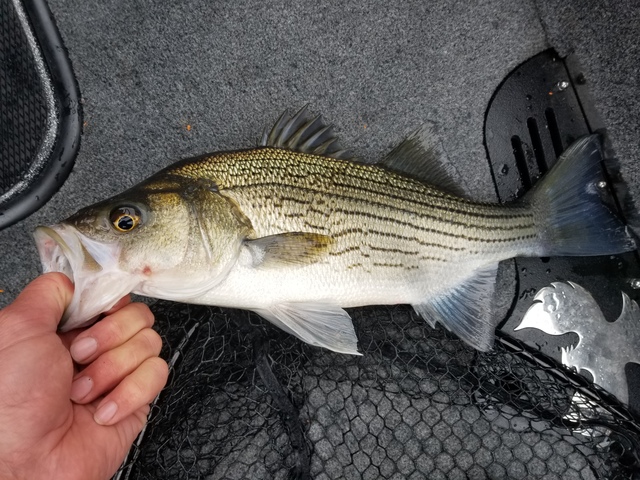 Hybrid And Striper Fishing Tips - Bassing Bob